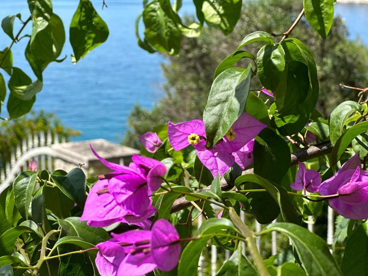 טרוגיר Luxury Seaside Villa With A Classic Mediterranean Olive Garden, A Fully Equipped Professional Kitchen, Pool, Sauna, Padle Boards And Canoe - Miolin Beach House מראה חיצוני תמונה